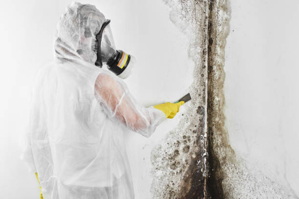 Best Commercial Mold Remediation in Lisle, IL