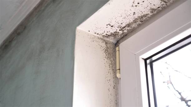 Best Kitchen Mold Remediation in Lisle, IL