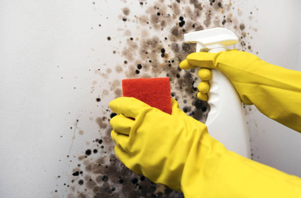 Best Basement Mold Remediation in Lisle, IL
