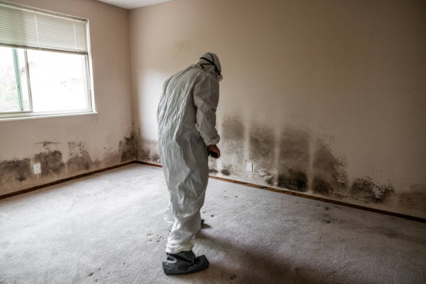 Best Post-Flood Mold Remediation in Lisle, IL