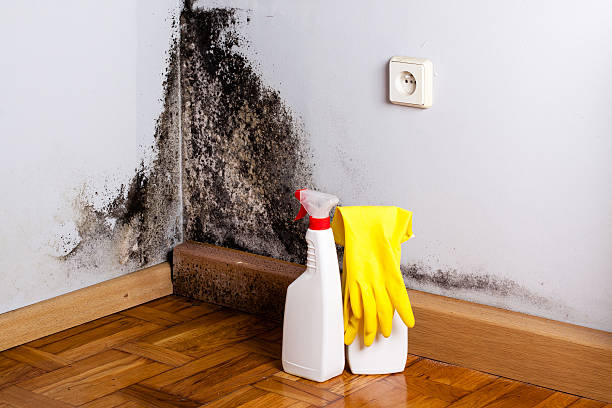 Best Emergency Mold Remediation in Lisle, IL
