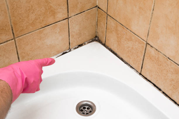 Best White Mold Remediation in Lisle, IL