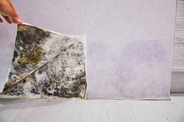 Best Crawl Space Mold Remediation in Lisle, IL